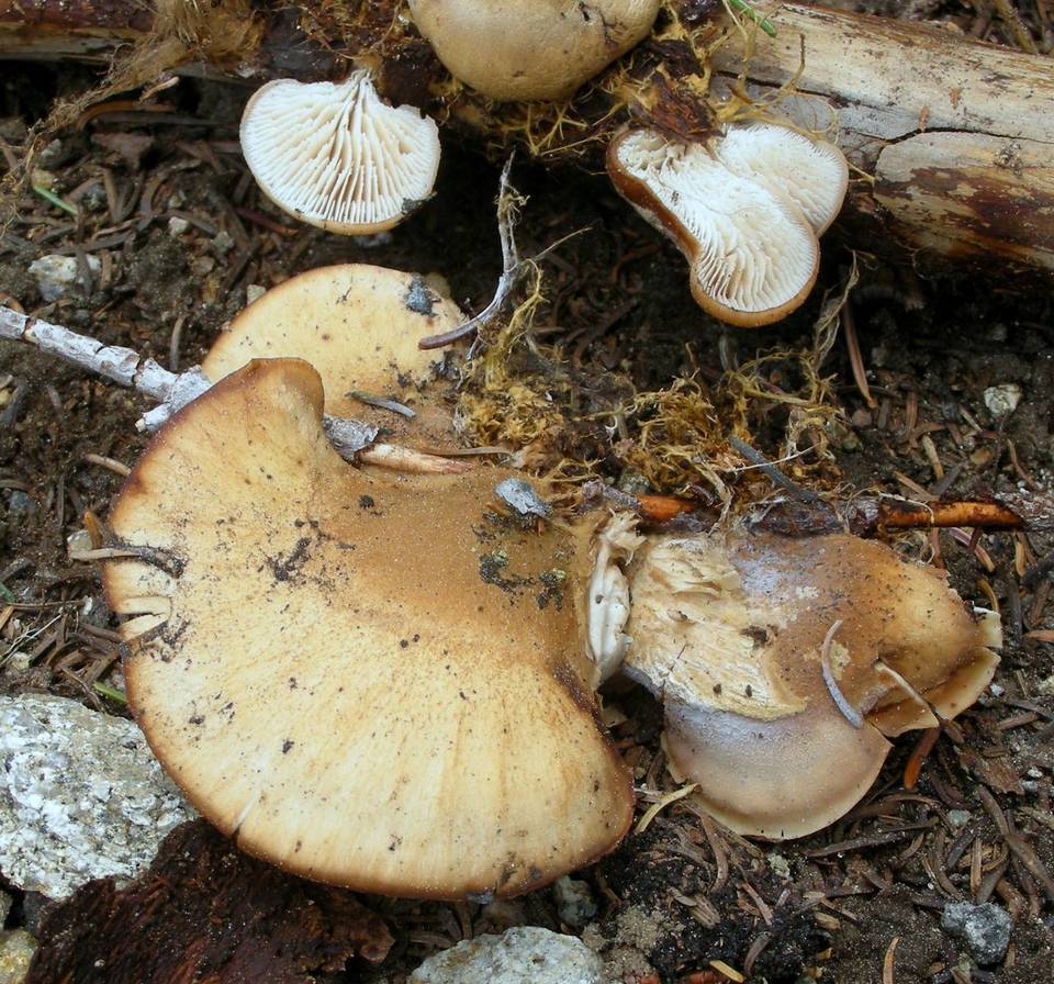 Lentinellus montanus image