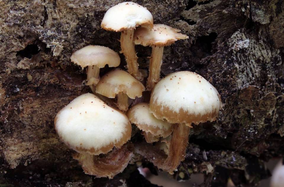 Pholiota marginella image