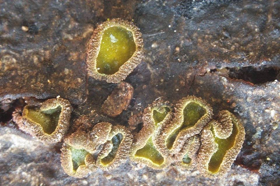 Dencoeliopsis johnstonii image