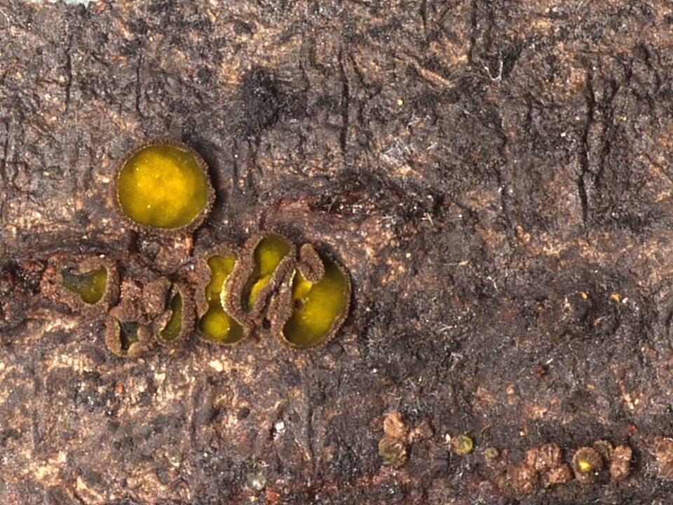 Dencoeliopsis johnstonii image