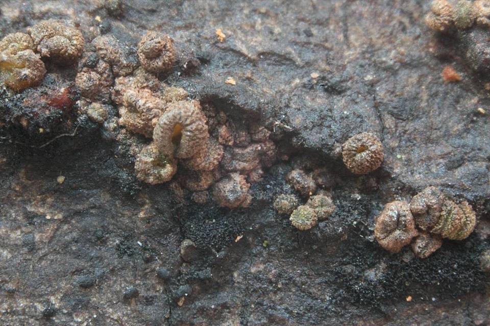 Dencoeliopsis johnstonii image