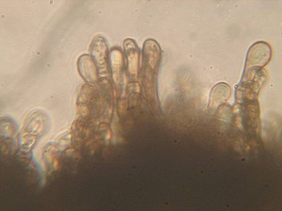 Dencoeliopsis johnstonii image
