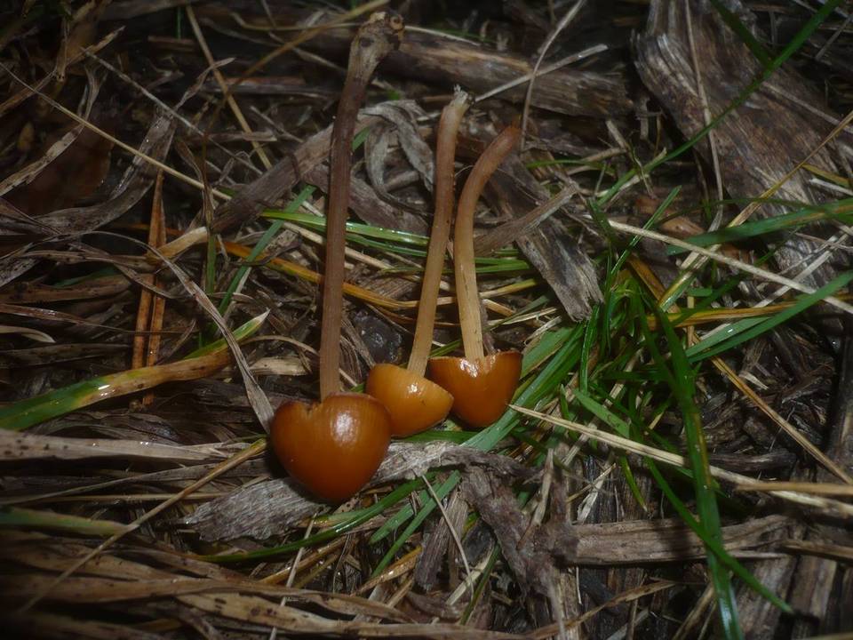 Conocybe siennophylla image