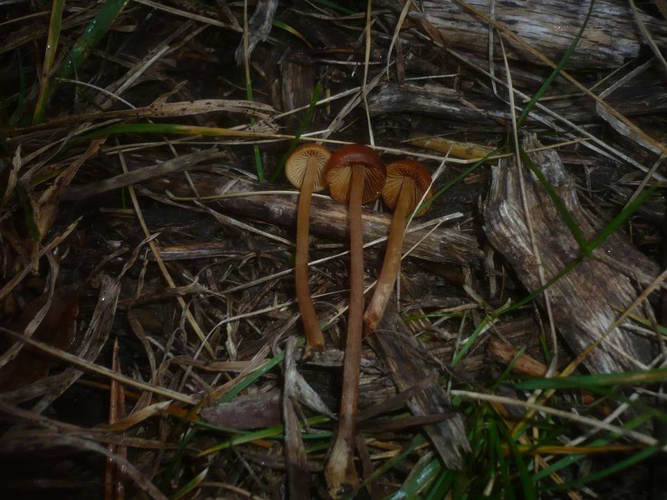 Conocybe siennophylla image