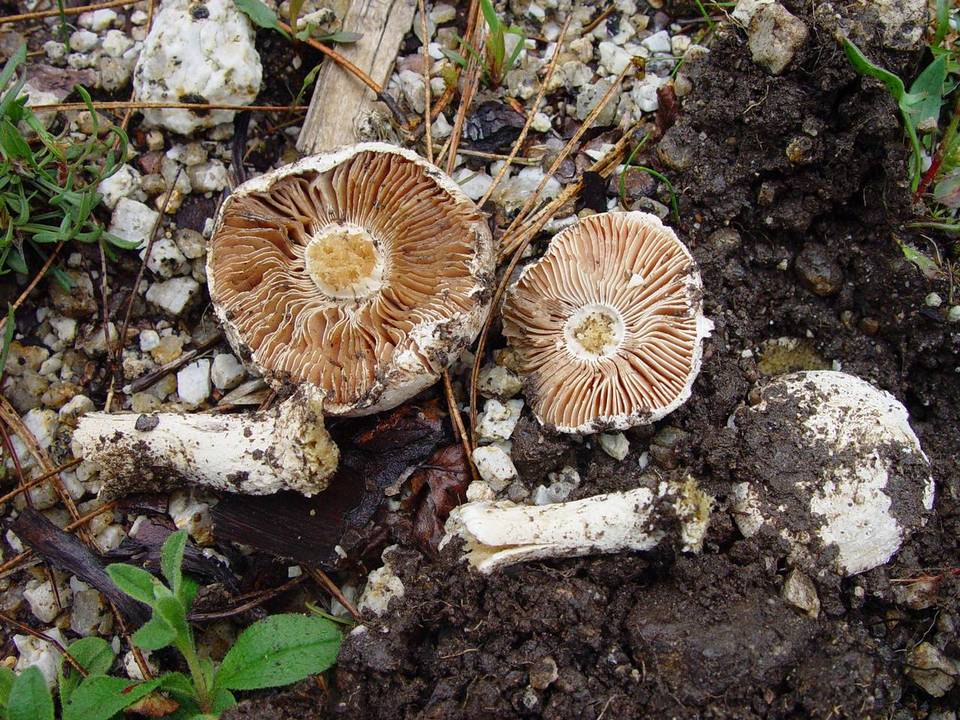 Amanita boudieri image