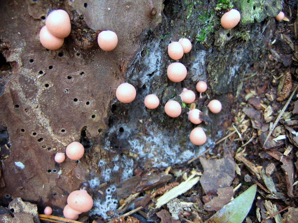 Reticulariaceae image