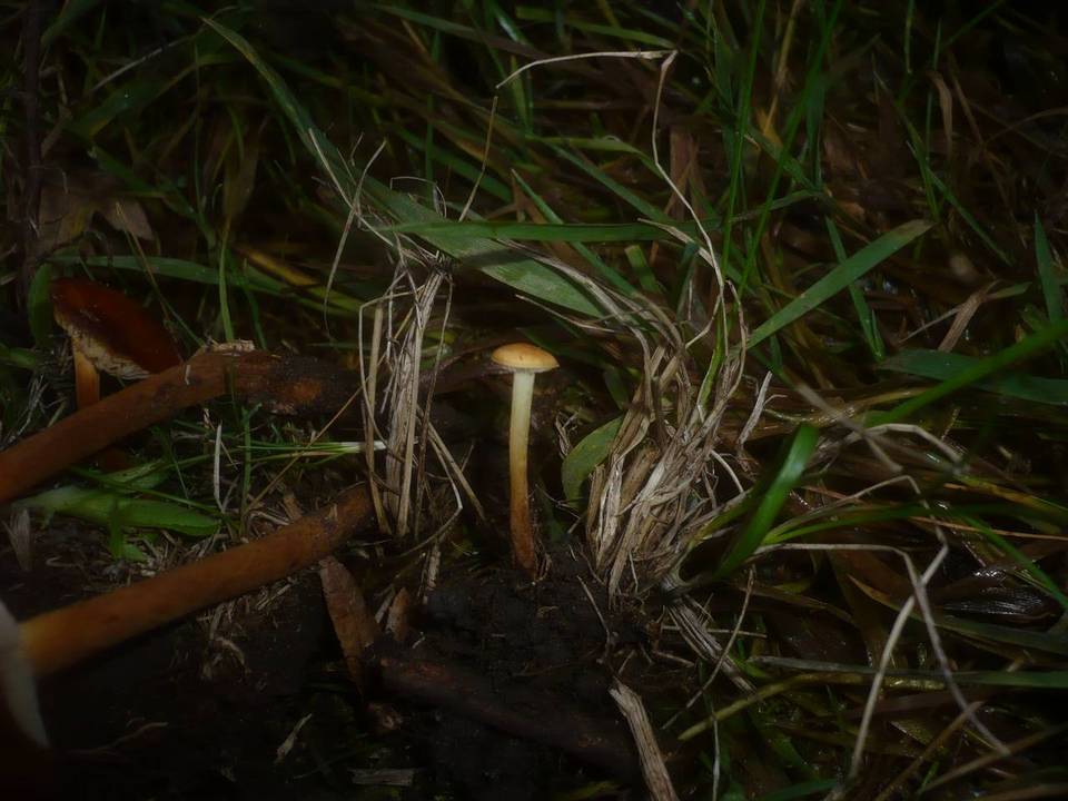 Flammulina ononidis image