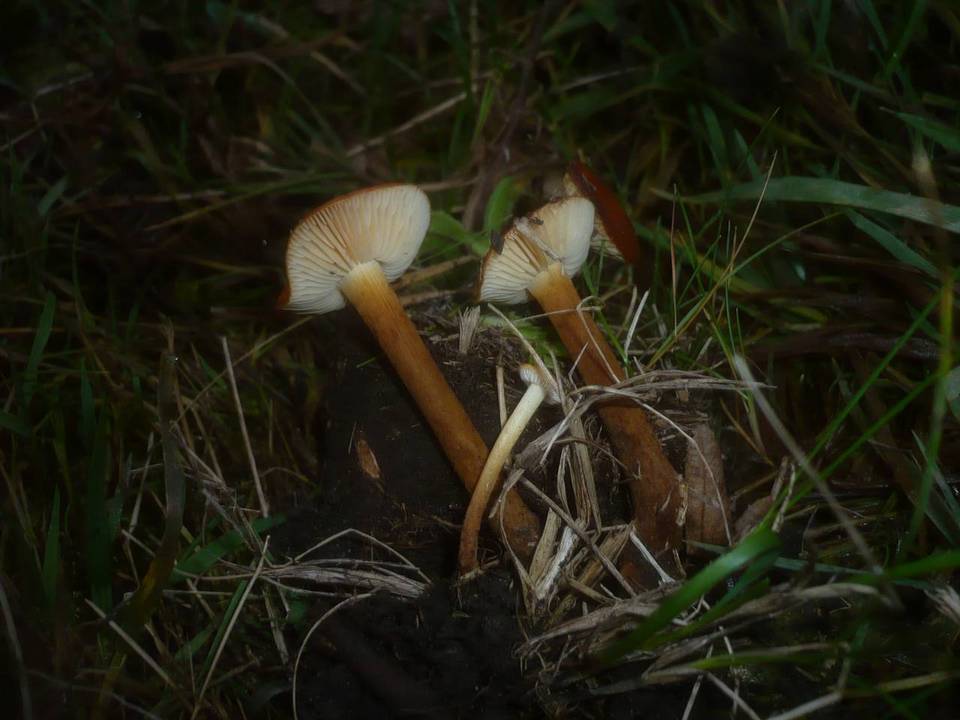 Flammulina ononidis image