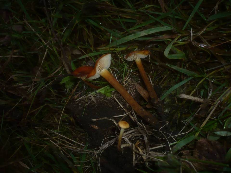 Flammulina ononidis image