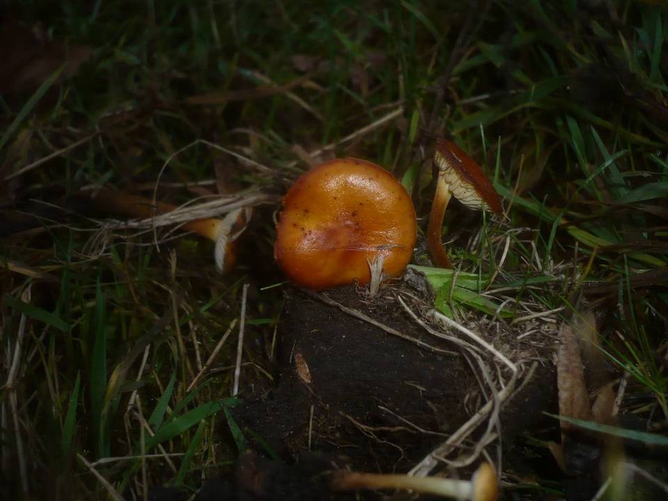 Flammulina ononidis image
