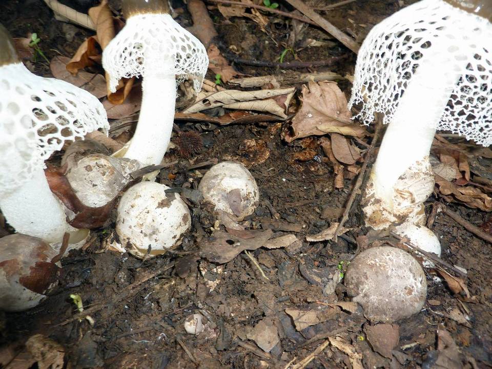 Phallus merulinus image