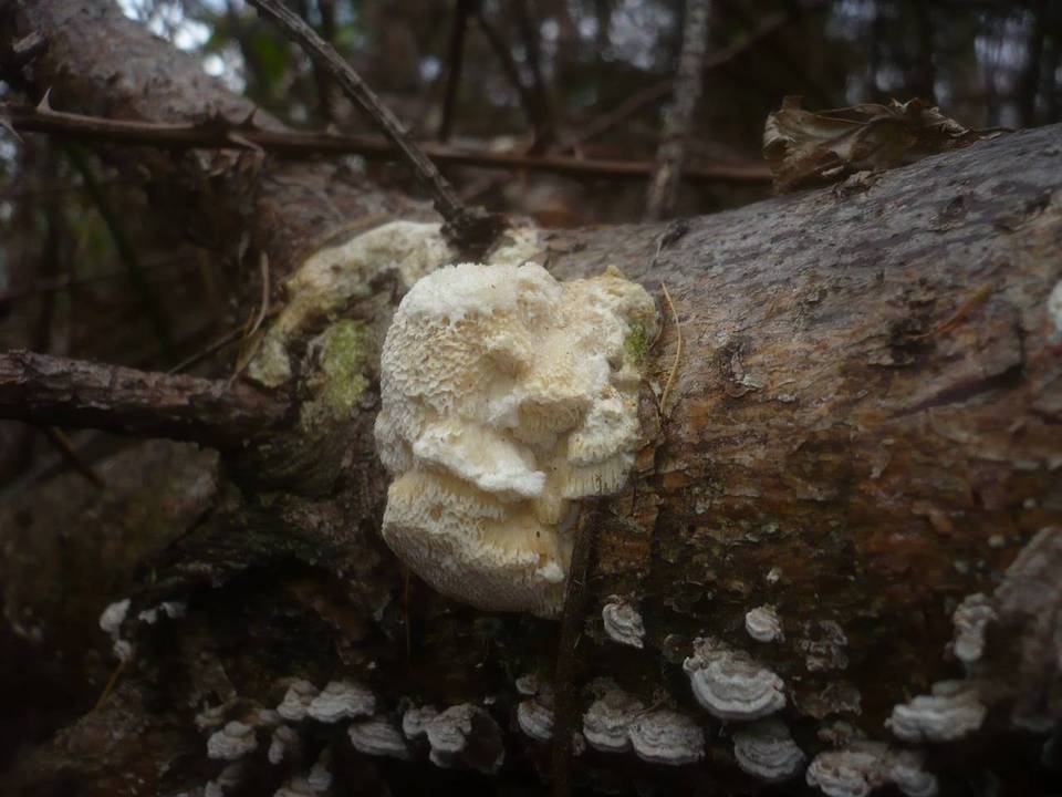 Diplomitoporus flavescens image