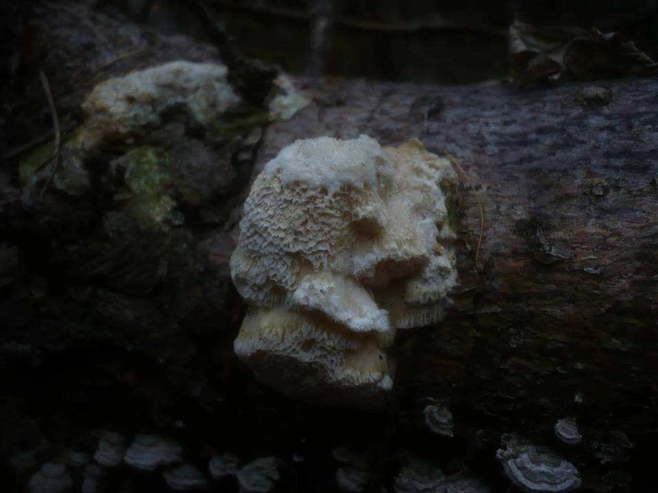 Diplomitoporus flavescens image