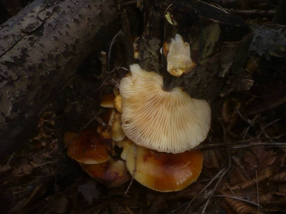 Flammulina elastica image