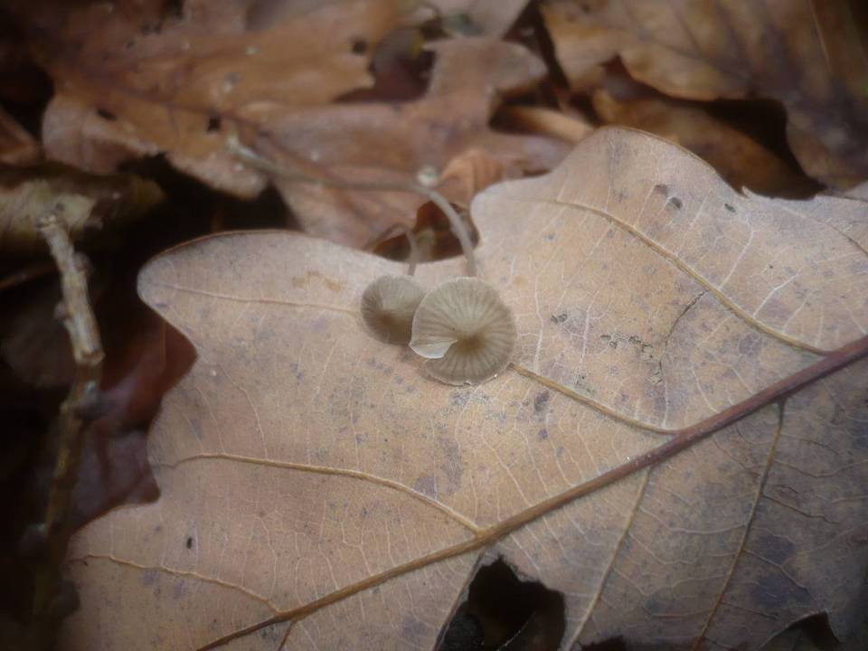 Mycena vitilis image