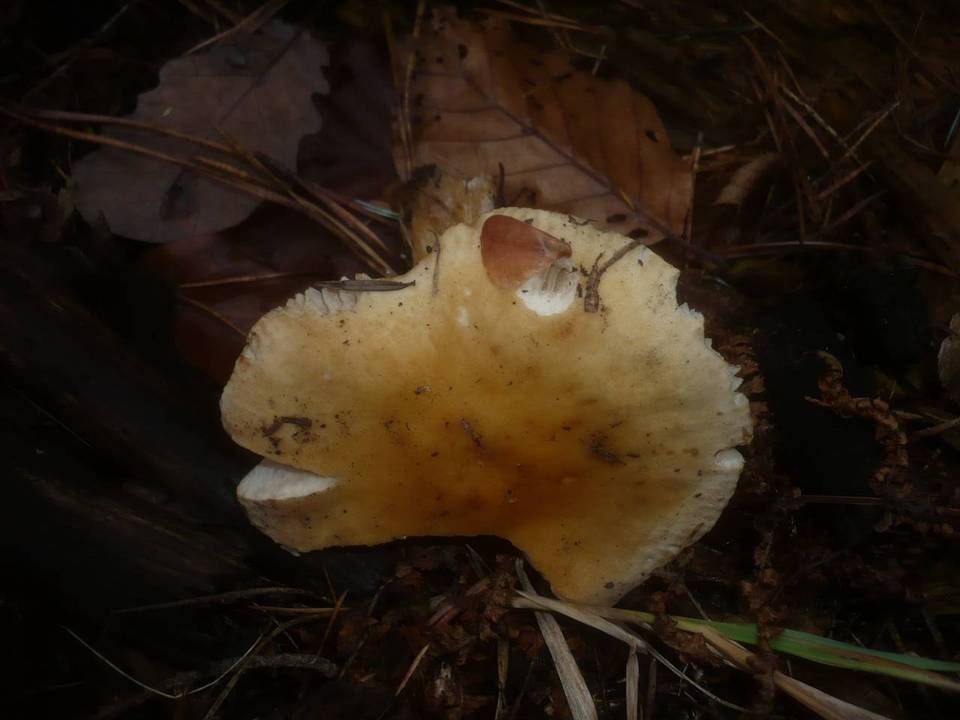 Russula fellea image