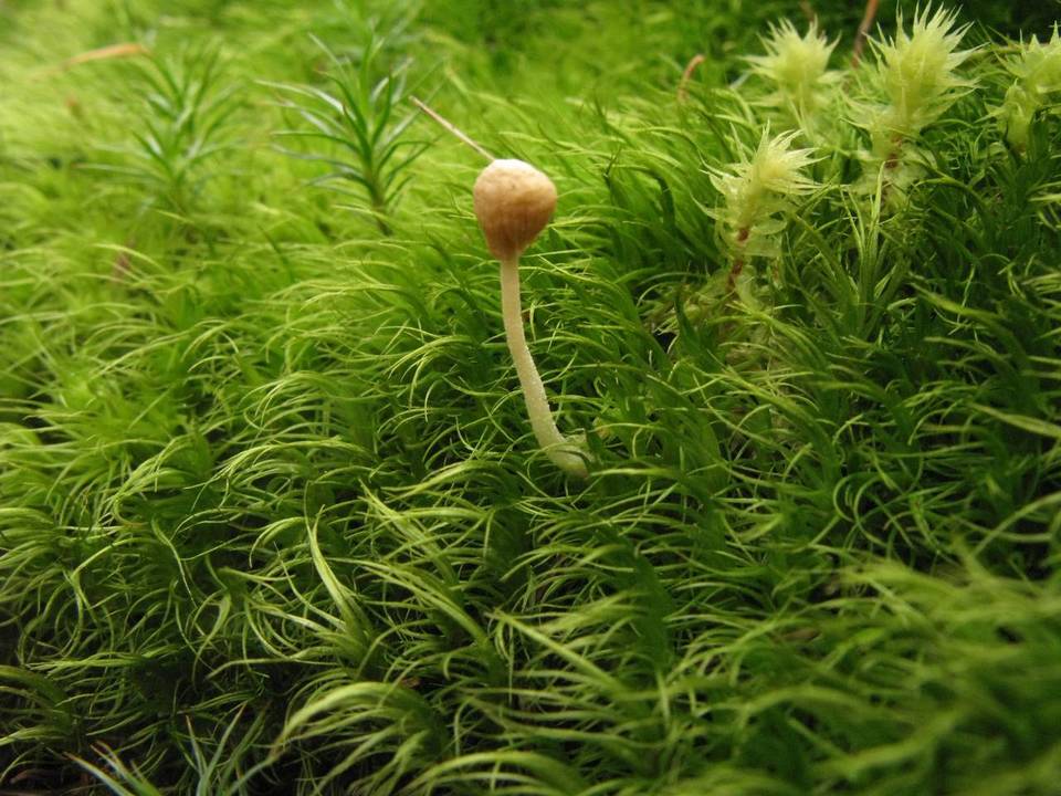 Galerina vexans image