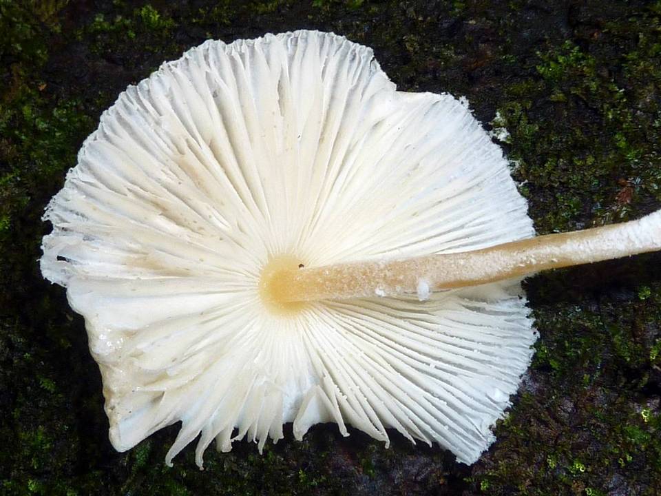 Leucocoprinus cretaceus image