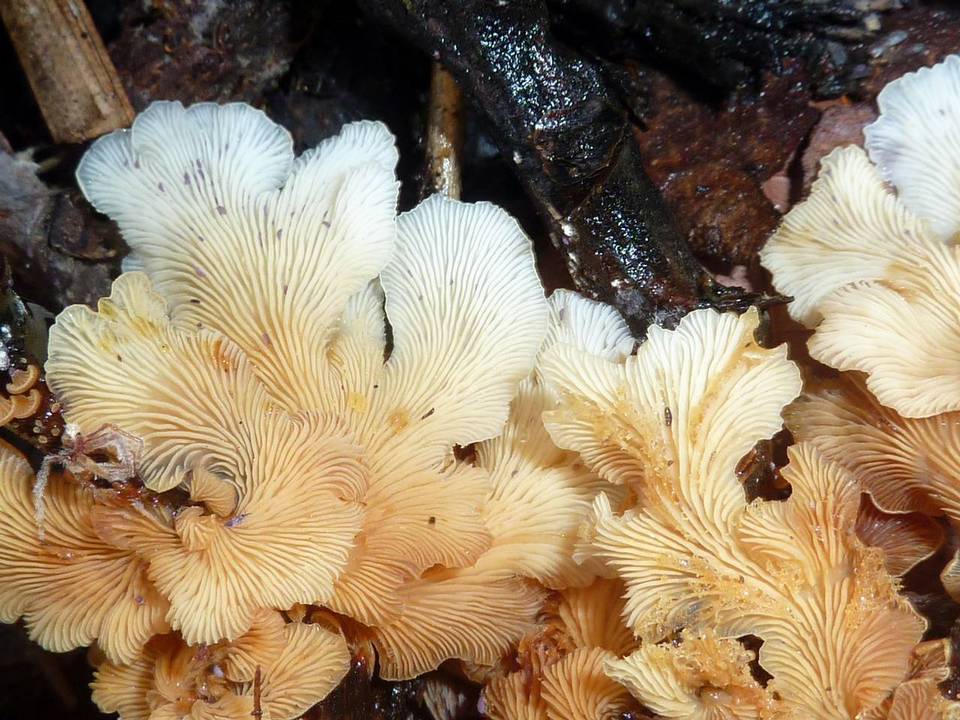 Lentinus copulatus image