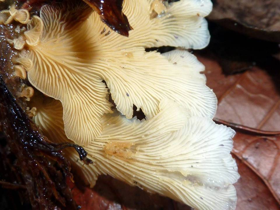 Lentinus copulatus image