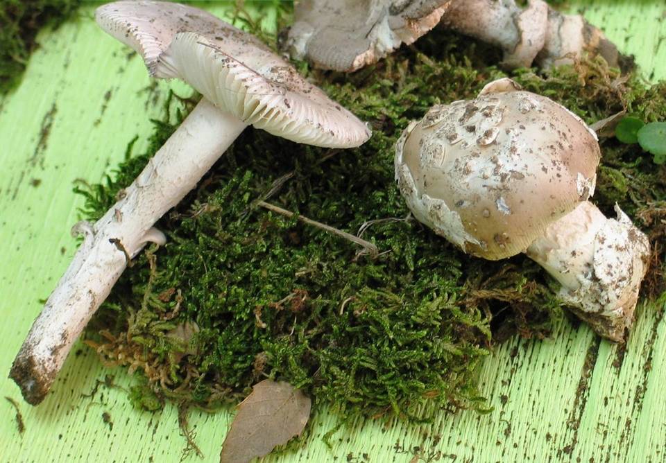 Amanita argentea image