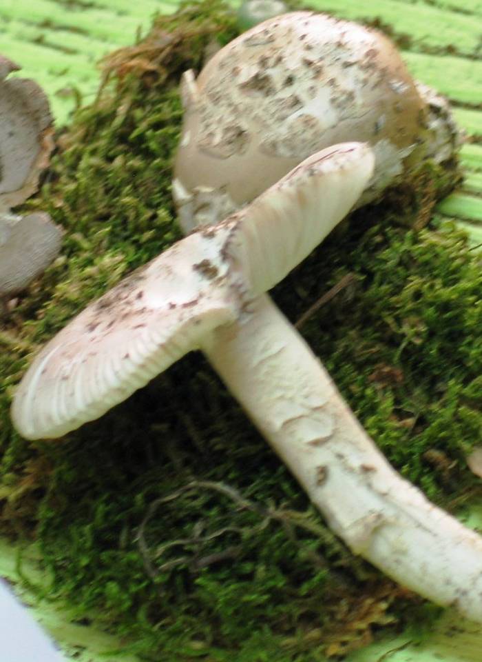 Amanita argentea image