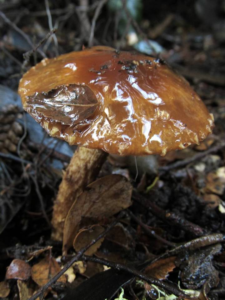 Cortinarius perfoetens image