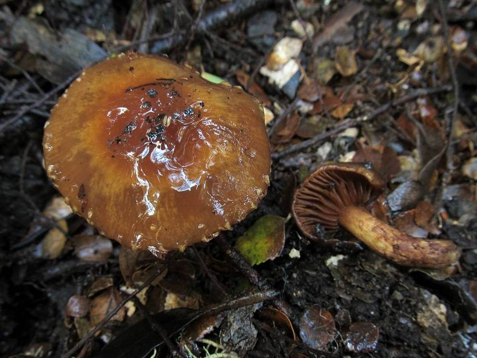 Cortinarius perfoetens image