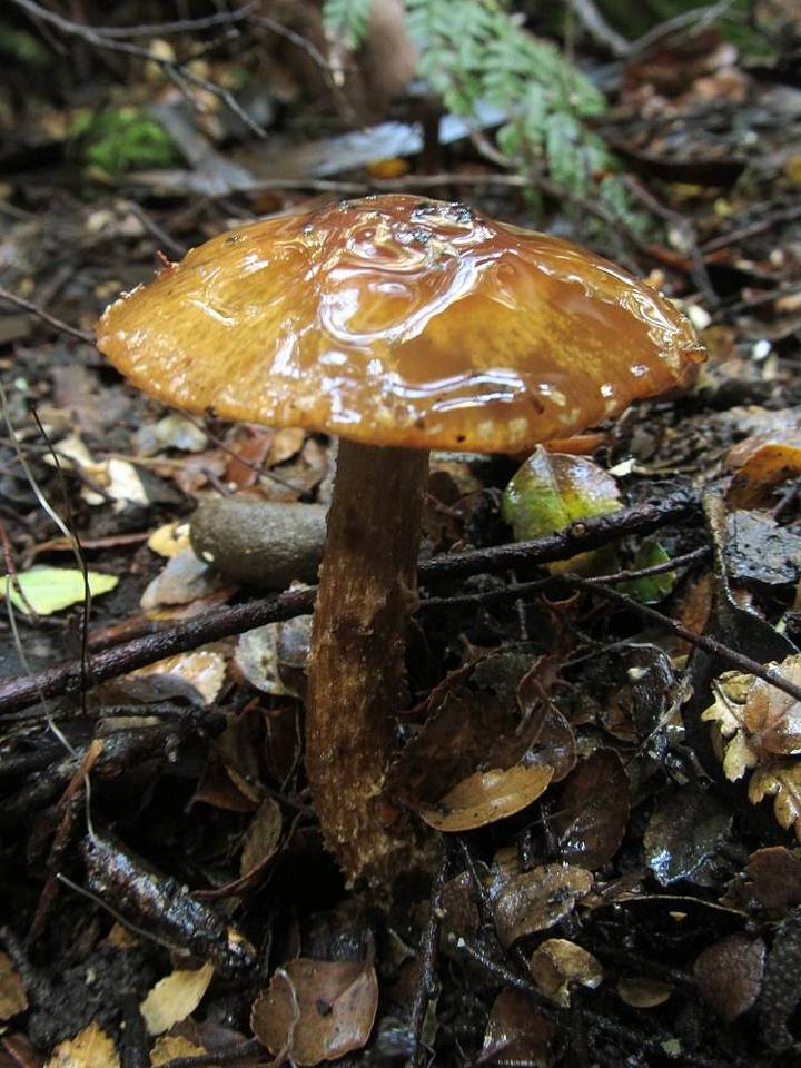 Cortinarius perfoetens image