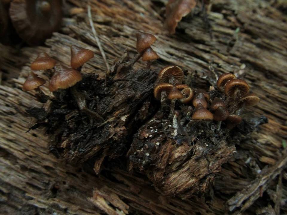 Psilocybe brunneoalbescens image