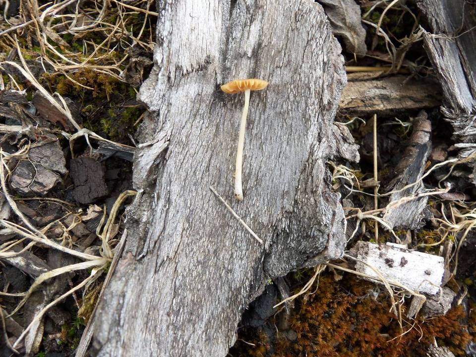 Pholiotina smithii image