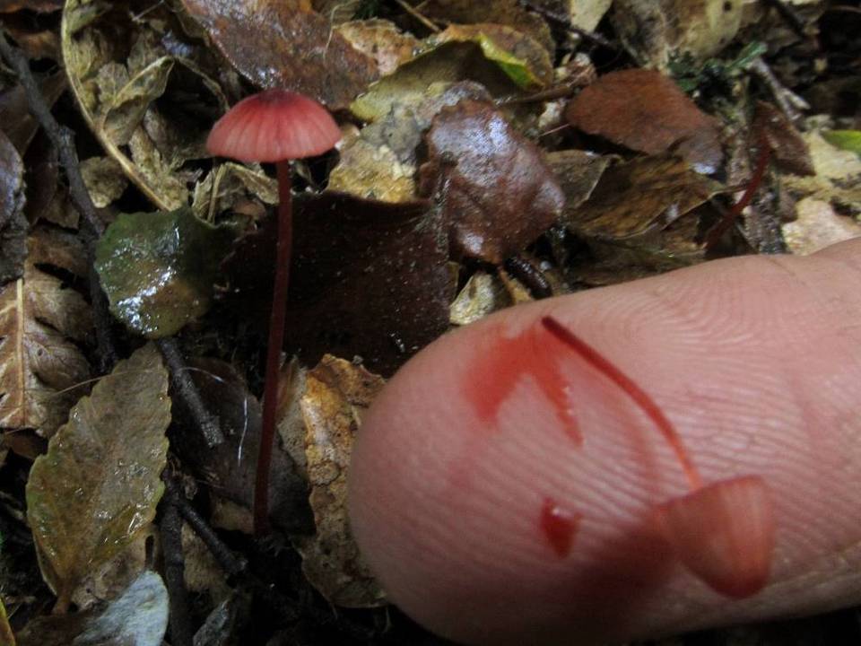 Mycena toyerlaricola image
