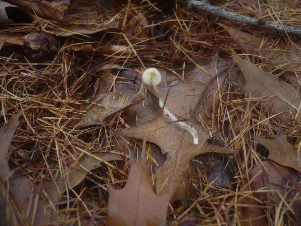 Mycena arcangeliana image