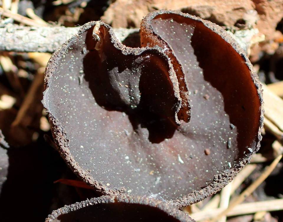 Plicaria endocarpoides image