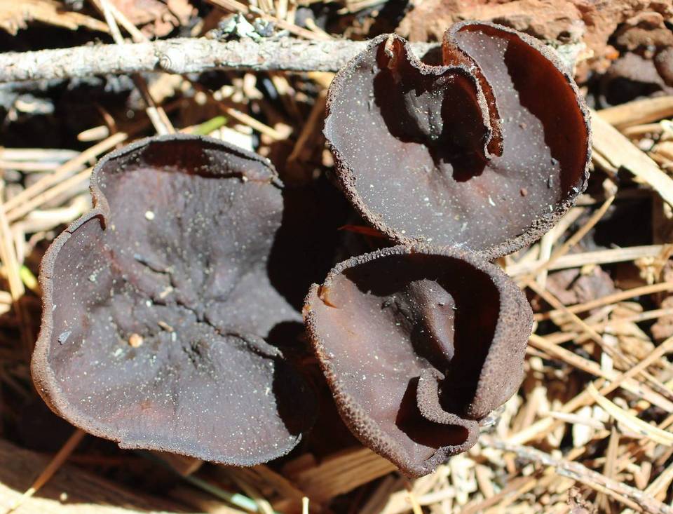 Plicaria endocarpoides image