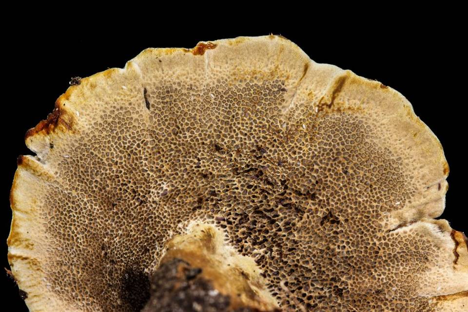 Coltricia montagnei var. montagnei image