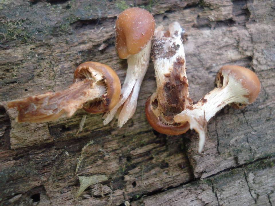 Pholiota veris image