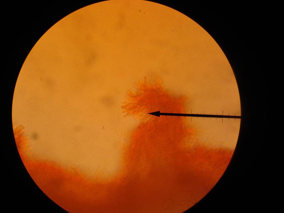 Pholiota veris image