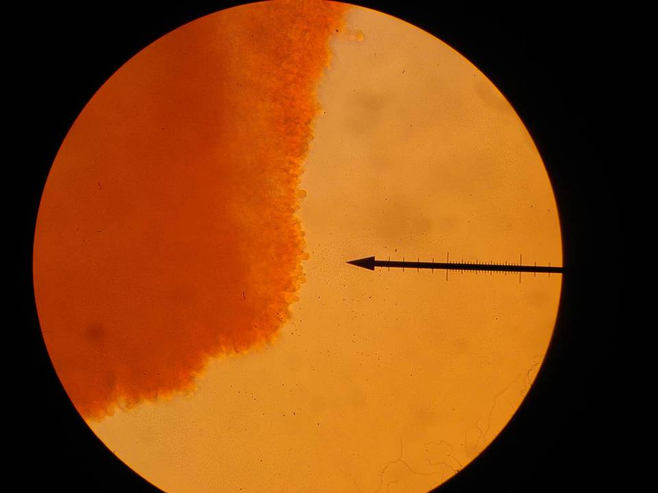 Pholiota veris image