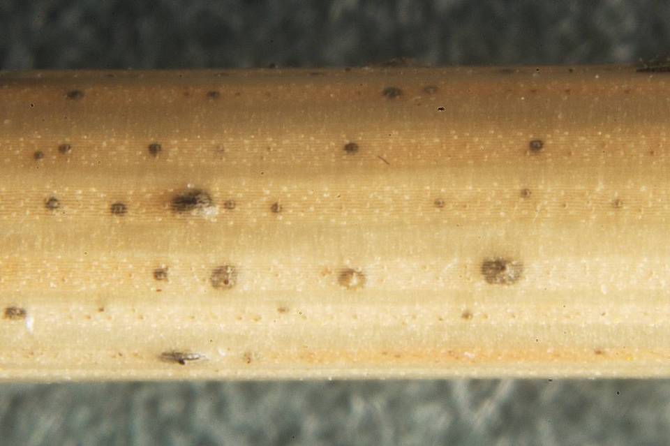 Massariosphaeria grandispora image