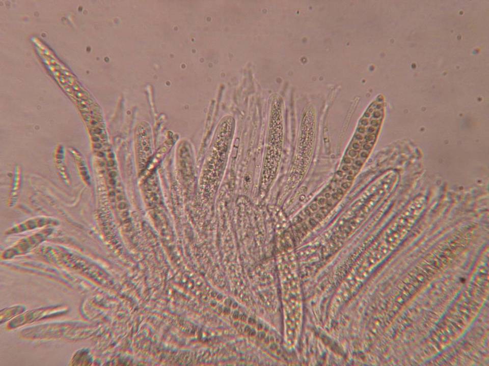 Massariosphaeria grandispora image
