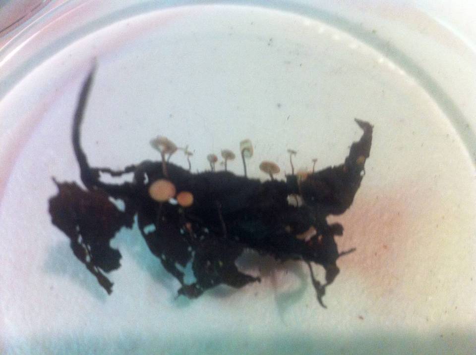 Lachnum brevipilosum image