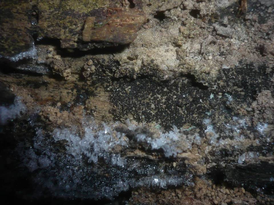 Capronia pilosella image