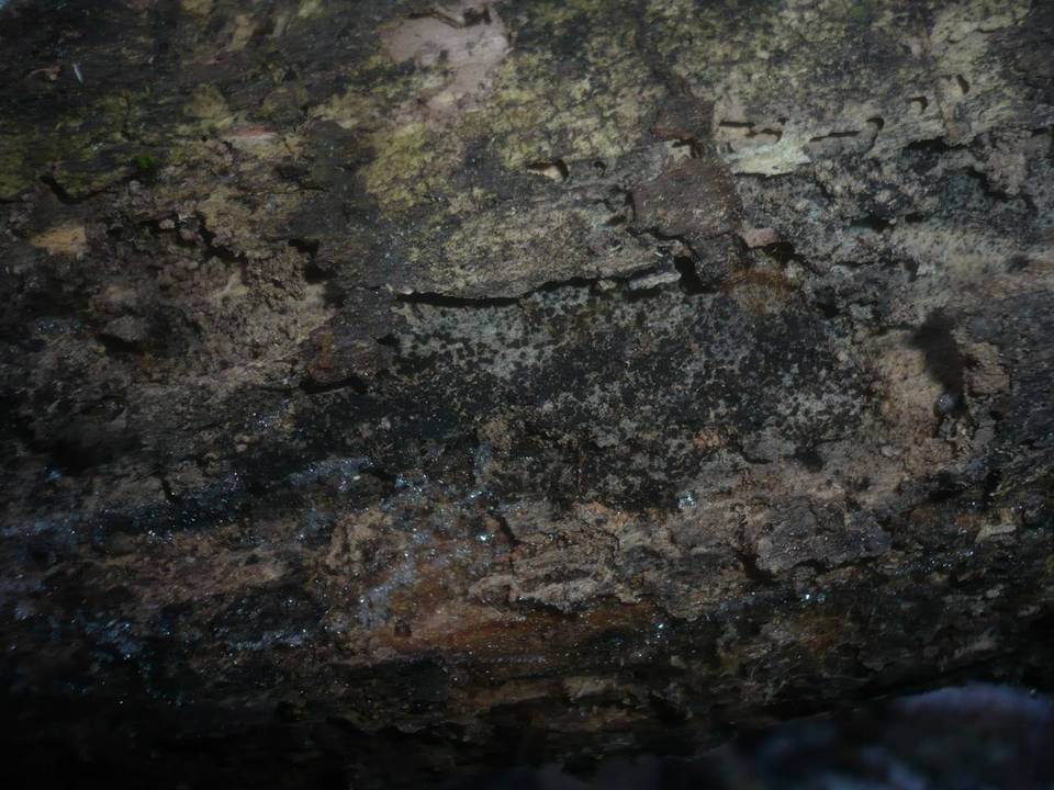 Capronia pilosella image