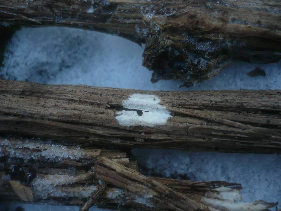 Hyphodontia sambuci image
