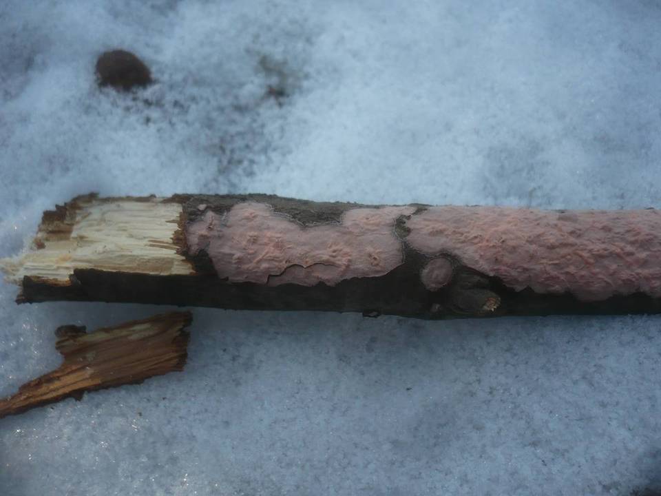 Peniophora quercina image
