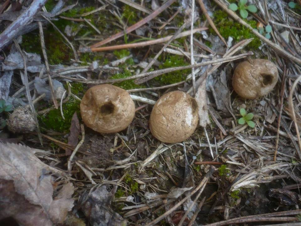Bovista polymorpha image
