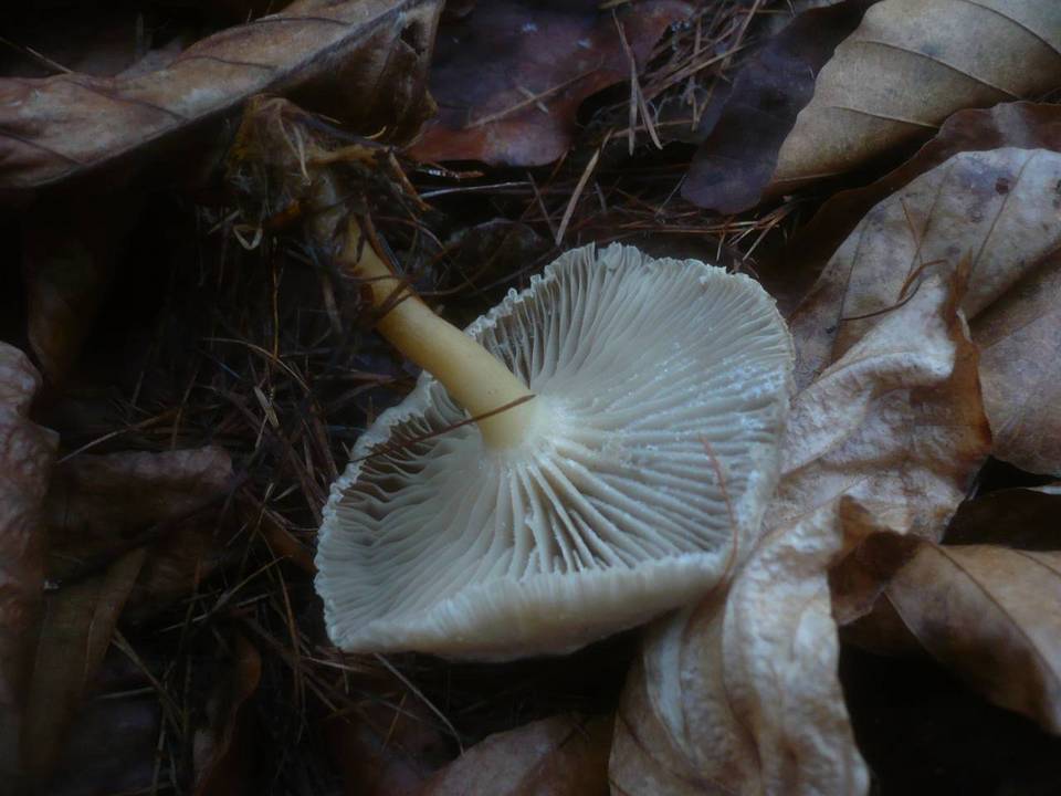 Clitocybe subspadicea image