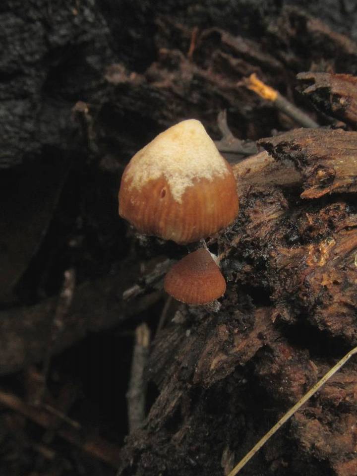 Psilocybe brunneoalbescens image