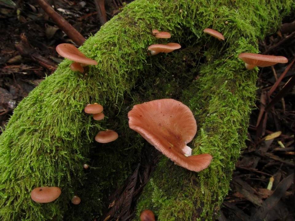 Pleurotopsis longinqua image